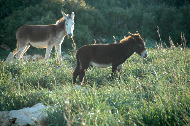 DSC 6682 Cypr Północny - Płw. Karpaz