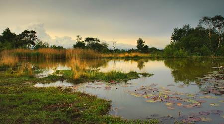 Hatchet Pond – Anglia, Wielka Brytania