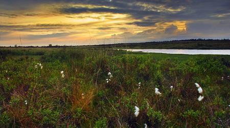 Hatchet Pond – Anglia, Wielka Brytania