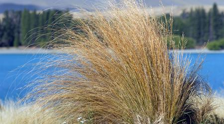Lake Tekapo, Nowa Zelandia