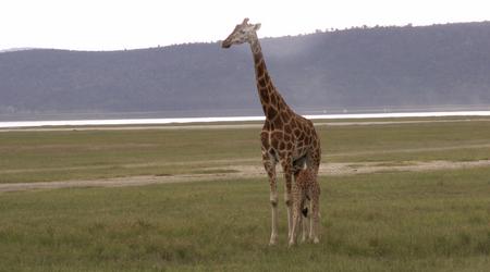 KENIA  2007 138  Zyrafa
