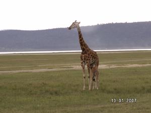 KENIA  2007 138  Zyrafa