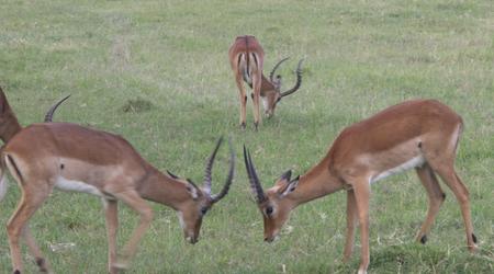 KENIA  2007 Antylopy