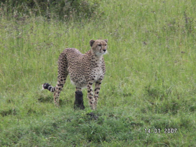 KENIA  2007  Gepart