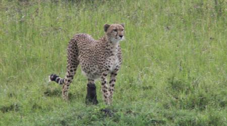KENIA  2007  Gepart