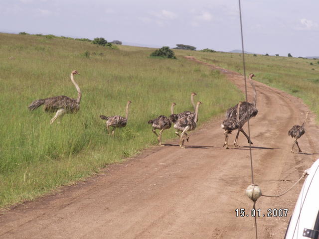 KENIA  2007 Stusie na spacerze.
