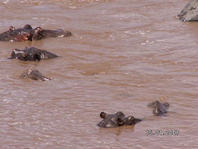 KENIA  2007  Rzeka Mara