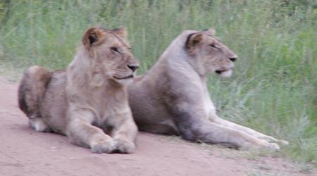 KENIA  2007 Lwy