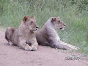 KENIA  2007 Lwy