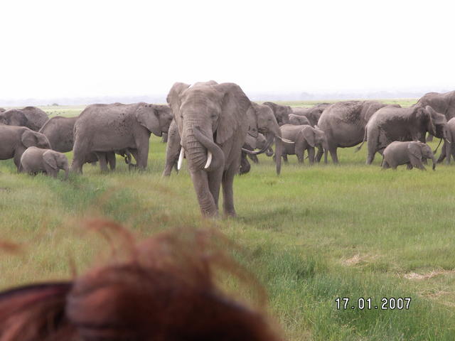 KENIA  2007  Słonie