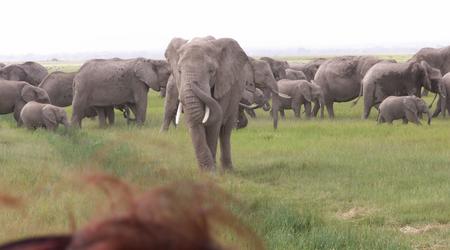 KENIA  2007  Słonie