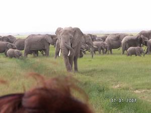 KENIA  2007  Słonie