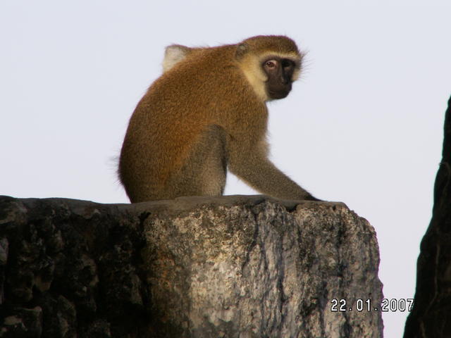 Kenia 2007  Małpka.