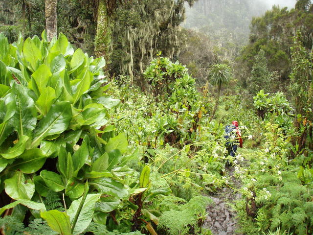 Góry Ruwenzori