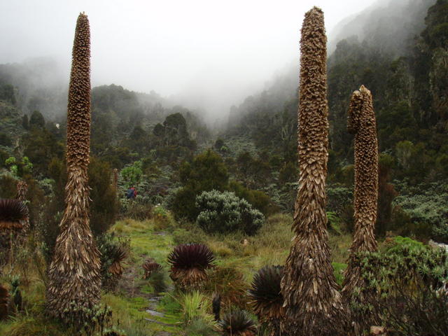 Góry Ruwenzori