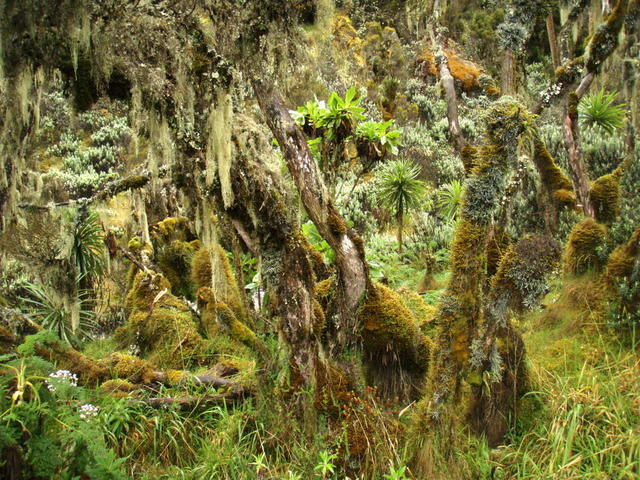 Góry Ruwenzori