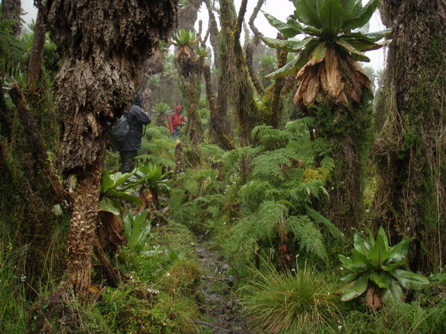 Góry Ruwenzori