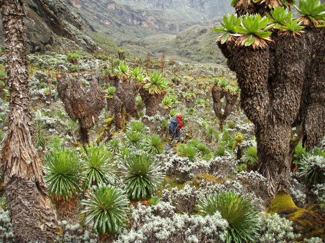 Góry Ruwenzori