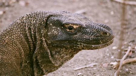 Waran z Komodo – Indonezja