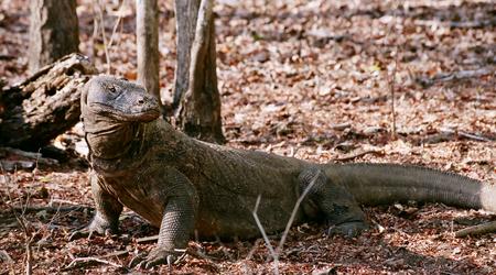 Waran z Komodo – Indonezja