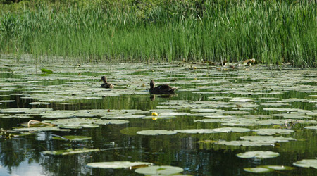 Dsc 2401 Spływ rzeczka Ełk – Polska