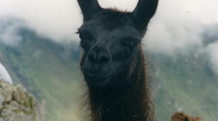 Peru,lama w machu pichcu2