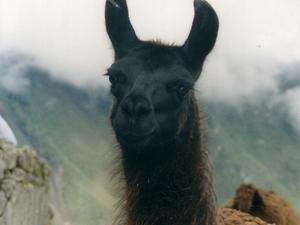 Peru,lama w machu pichcu2