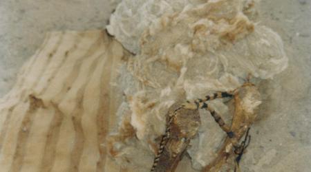Peru, Nasca mumie dziecko