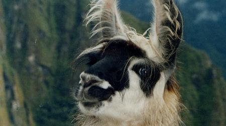 Peru, dostojne lamy w machu pichcu