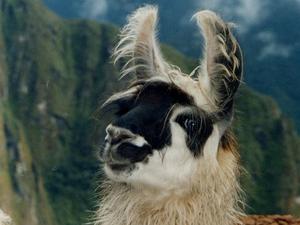 Peru, dostojne lamy w machu pichcu
