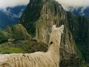 Peru,lama w machu pichcu