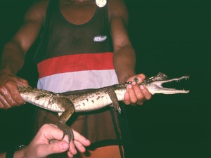 nocne buszowanie po Amazonce, okolice Manaus