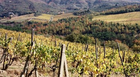 Toskania, winnice w okoicy Radda di Chianti – Włochy