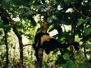 Kostaryka, kapucynka w parku Manuel Antonio