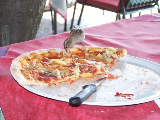 Austria, wróbel - smakosz pizzy