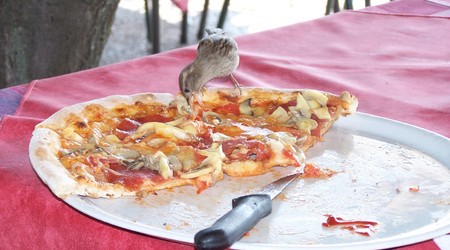 Austria, wróbel - smakosz pizzy
