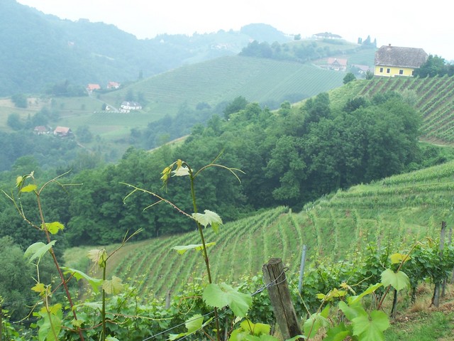 Austria, winnice