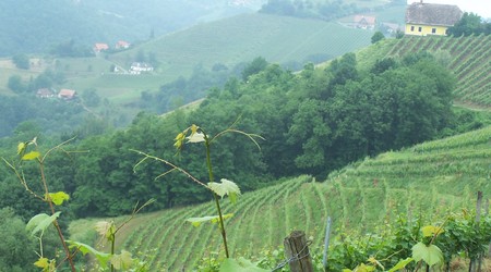 Austria, winnice