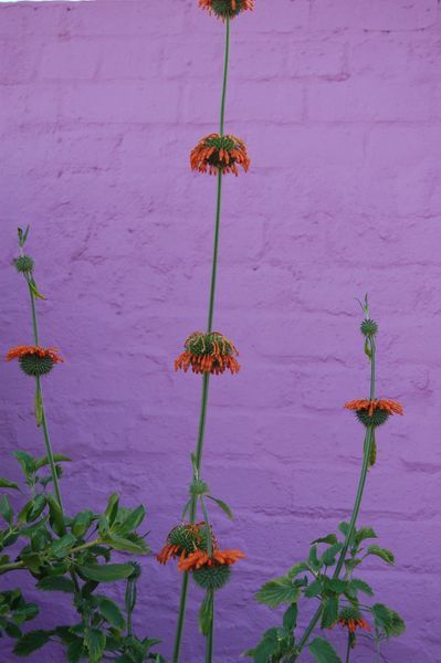 Dsc 0045  800x600 