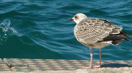 Port w Rovinj. – Chorwacja