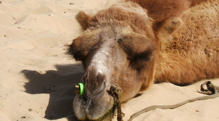 Wielbłąd, Mongolia 2008