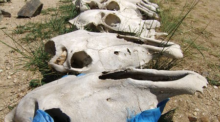 Karakorum, Mongolia 2008