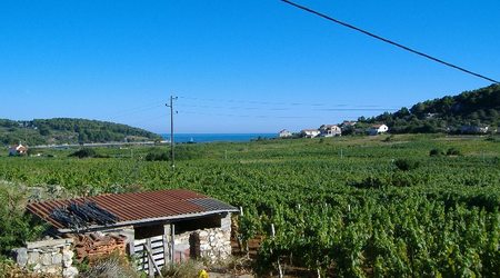 Plantacje winogrona,  Korcula,  Lumbarda – Korčula, Chorwacja