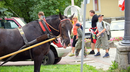 Koń i jego stosunek do zdjęć – Zakopane, Polska