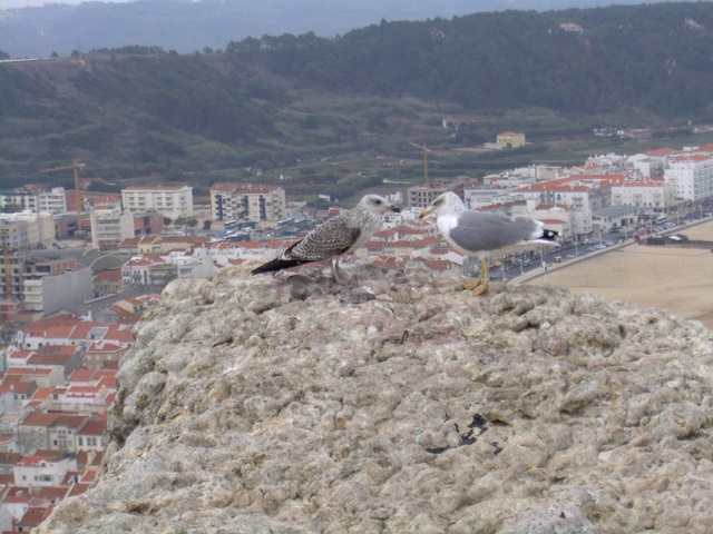 Portugalia