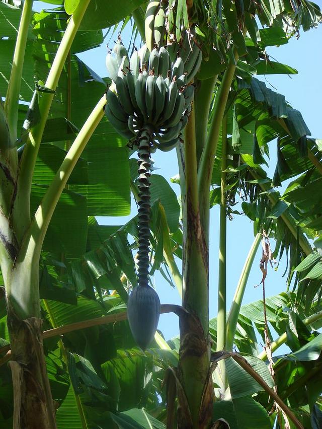 bananowiec