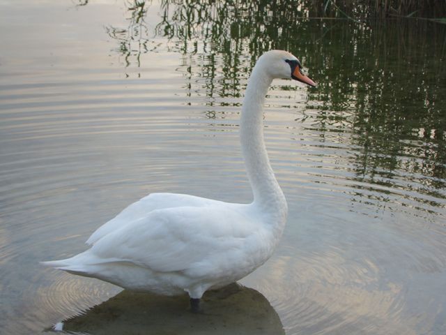 Dsc06495