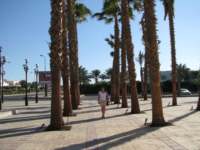 Spacer wsrod palm
