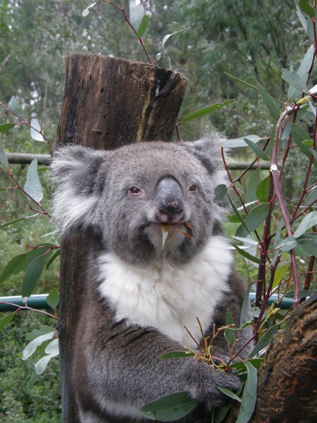 Koala
