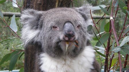 Koala – Adelaide, Australia